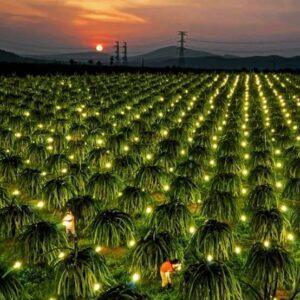 Mekong Delta Cycling Tour — Dragon Fruit Plantations